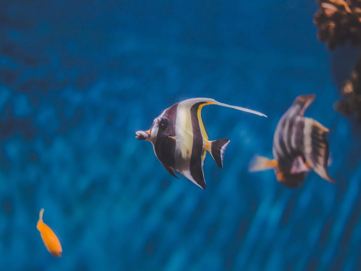 CO₂ für Aquarien